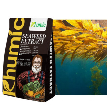 Pure ascophyllum nodosum sea weed extract Khumic seaweed organic extract